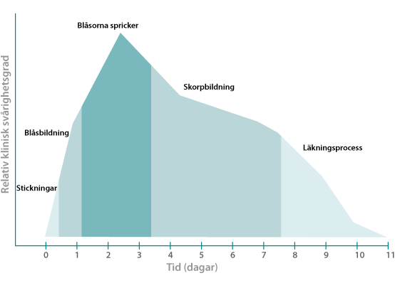 Stages of a fever blister outbreak